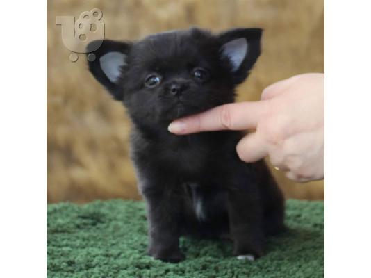 Chihuahua